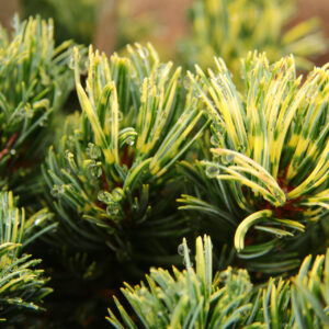 Pinus parviflora ‘Fukai’