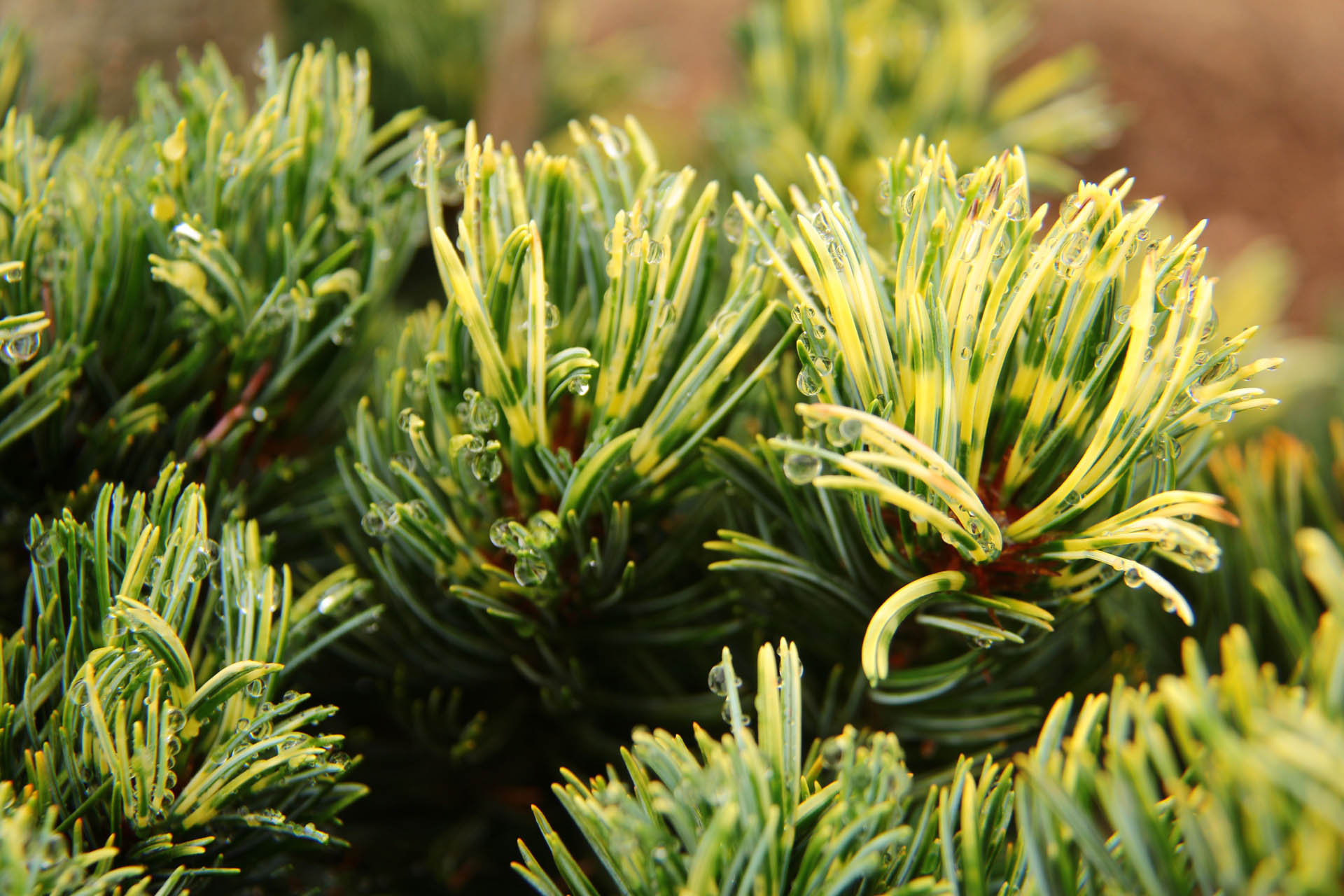 Pinus parviflora ‘Fukai’