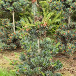 Pinus parviflora ‘Glauca’