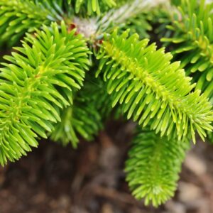Very short, dark-green needles create a handsome backdrop for showy orange-brown buds at the branch tips of this miniature fir. As it matures, silver branches exposed at the surfaces of the plant give a skeletal look to this conifer.