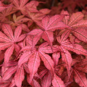 Japanese Maples by Conifer Kingdom