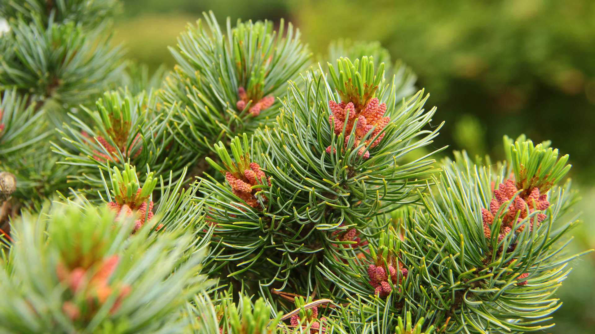 Pinus parviflora ‘Aoba jo’ Japanese White Pine