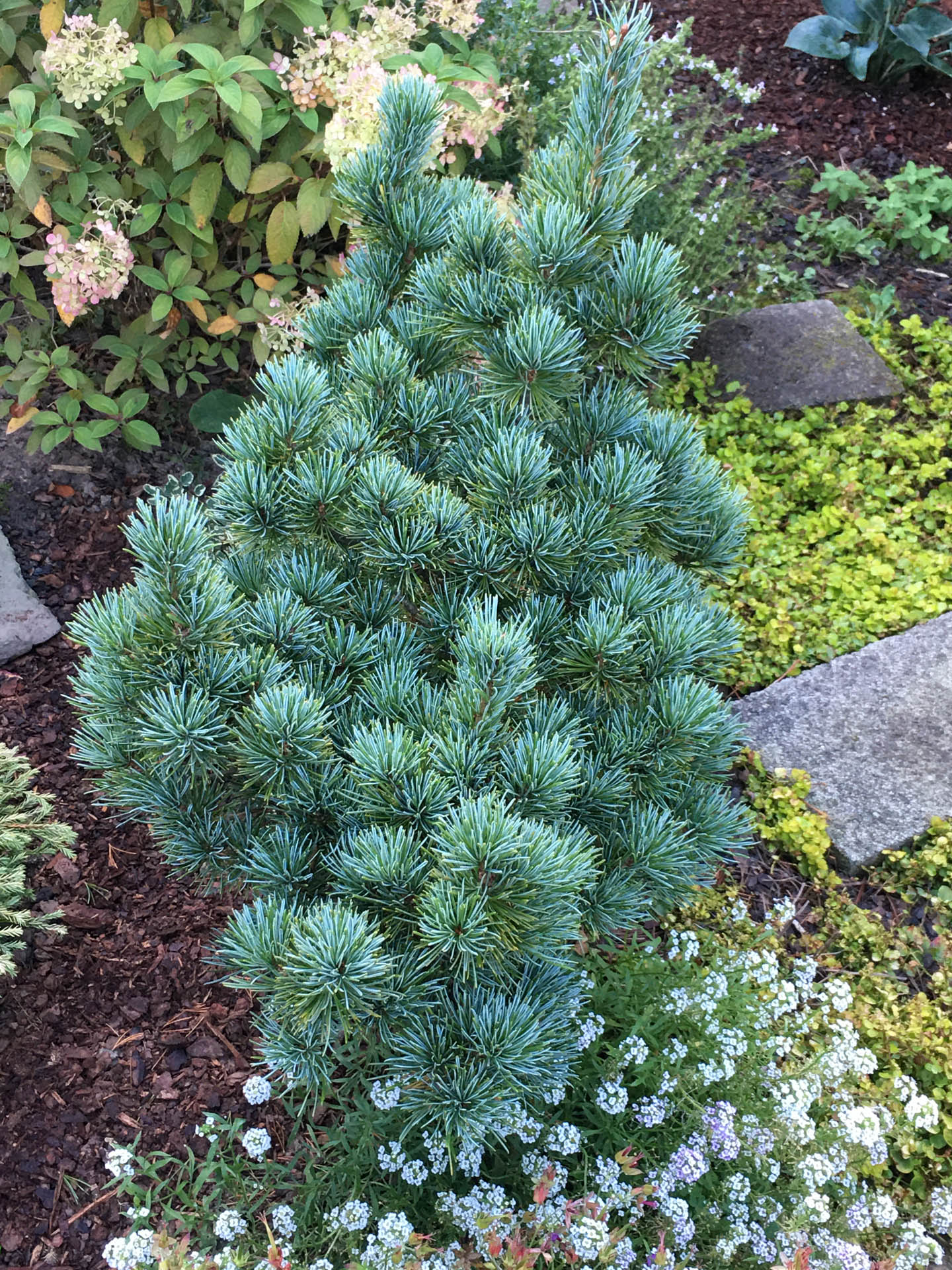 Pinus parviflora ‘Aoi’