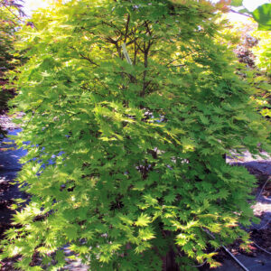 Acer shirasawanum ‘Autumn Moon’ Full Moon Maple