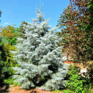 blue cloak white fir