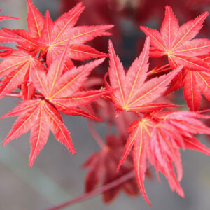 Acer palmatum ‘Beni maiko’
