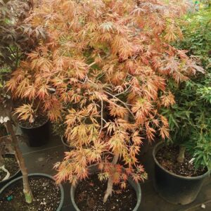 Kawaii Japanese Maple in a container