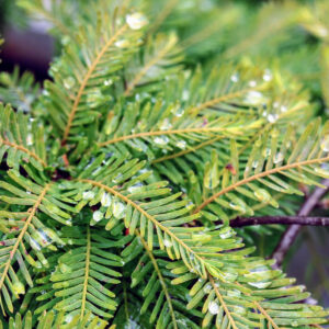 Metasequoia glyptostroboides ‘Miss Grace’