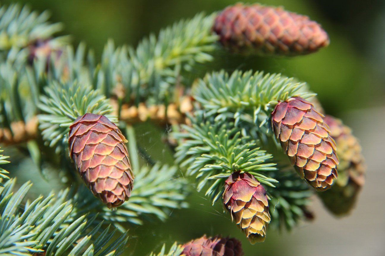 Picea pungens Early Cones Spruce evergreen conifer green needles cones