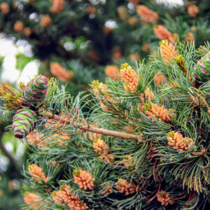 Pinus parviflora ‘Fukuzumi’