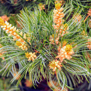 Pinus parviflora ‘Negishi’