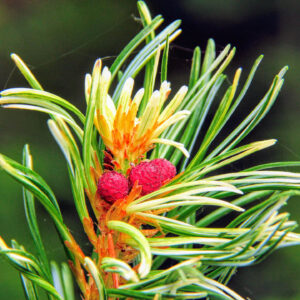 Pinus parviflora ‘Tanima no yuki’