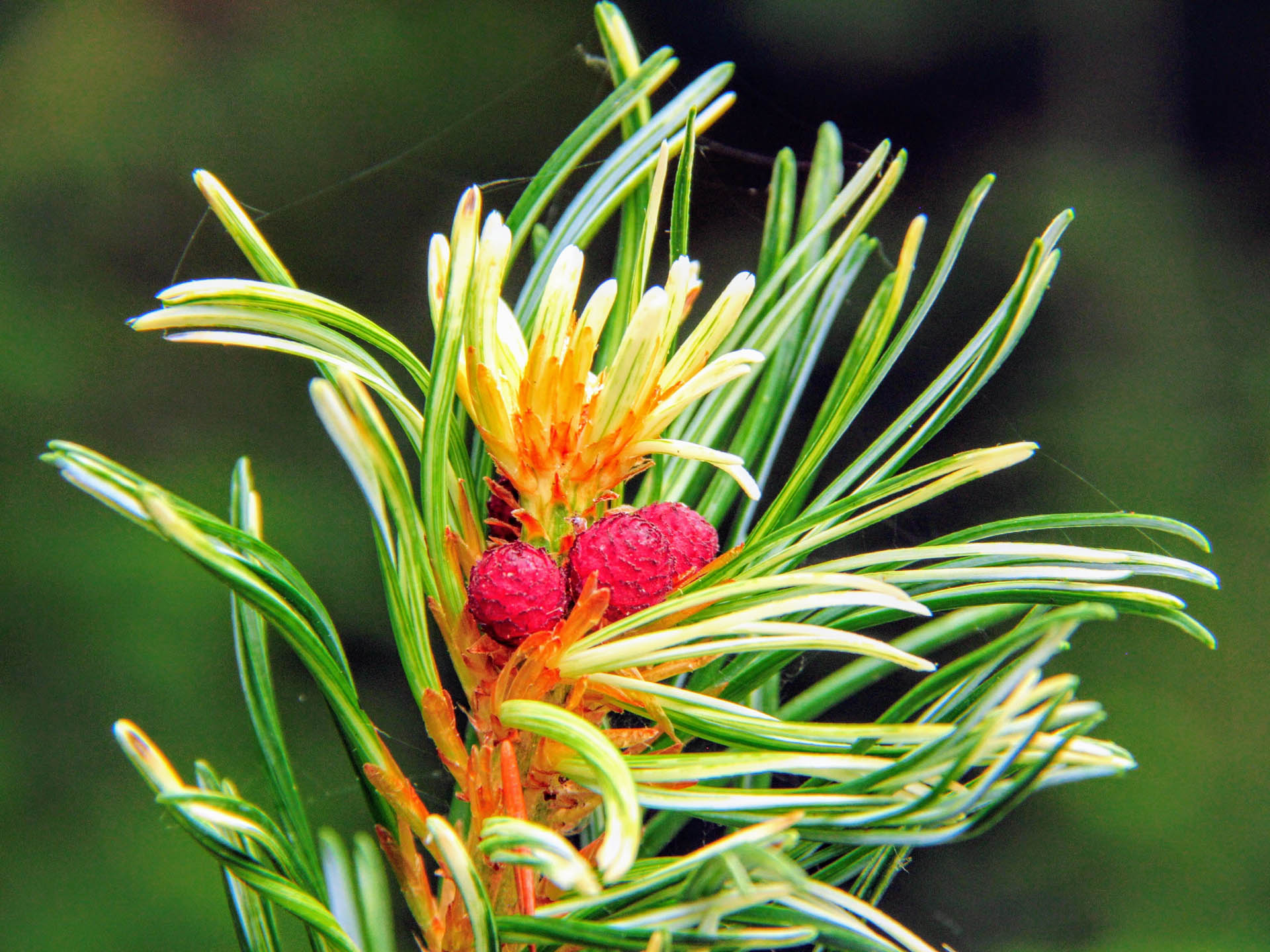 Pinus parviflora ‘Tanima no yuki’