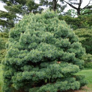 Pinus strobus ‘Blue Shag’
