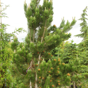Pinus heldreichii (leucodermis) ‘Satellit’
