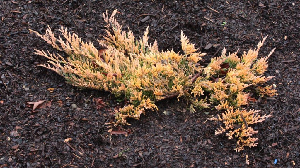 Juniperus-horizontalis-Copper-Harbor-Creeping-Juniper-gold-ground-cover