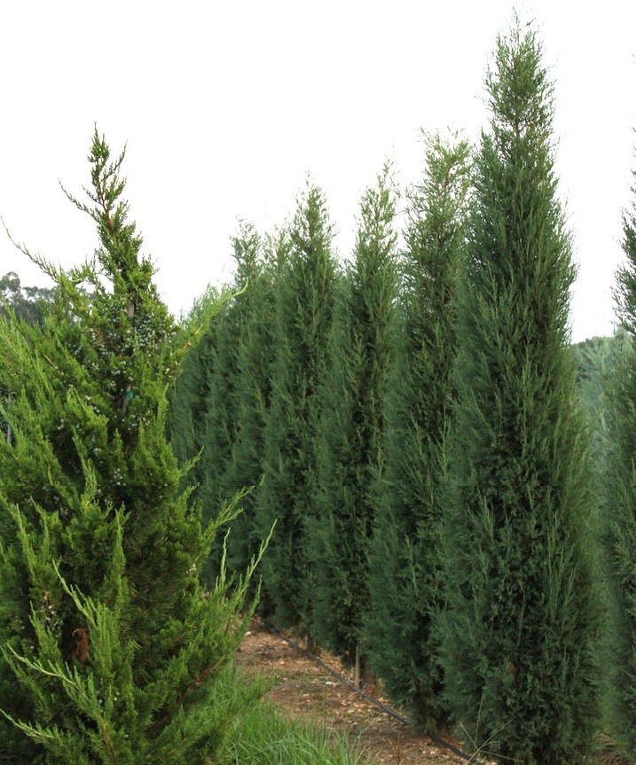 Juniperus-virginiana-Taylor-Virginia-Taylor-green-columnar
