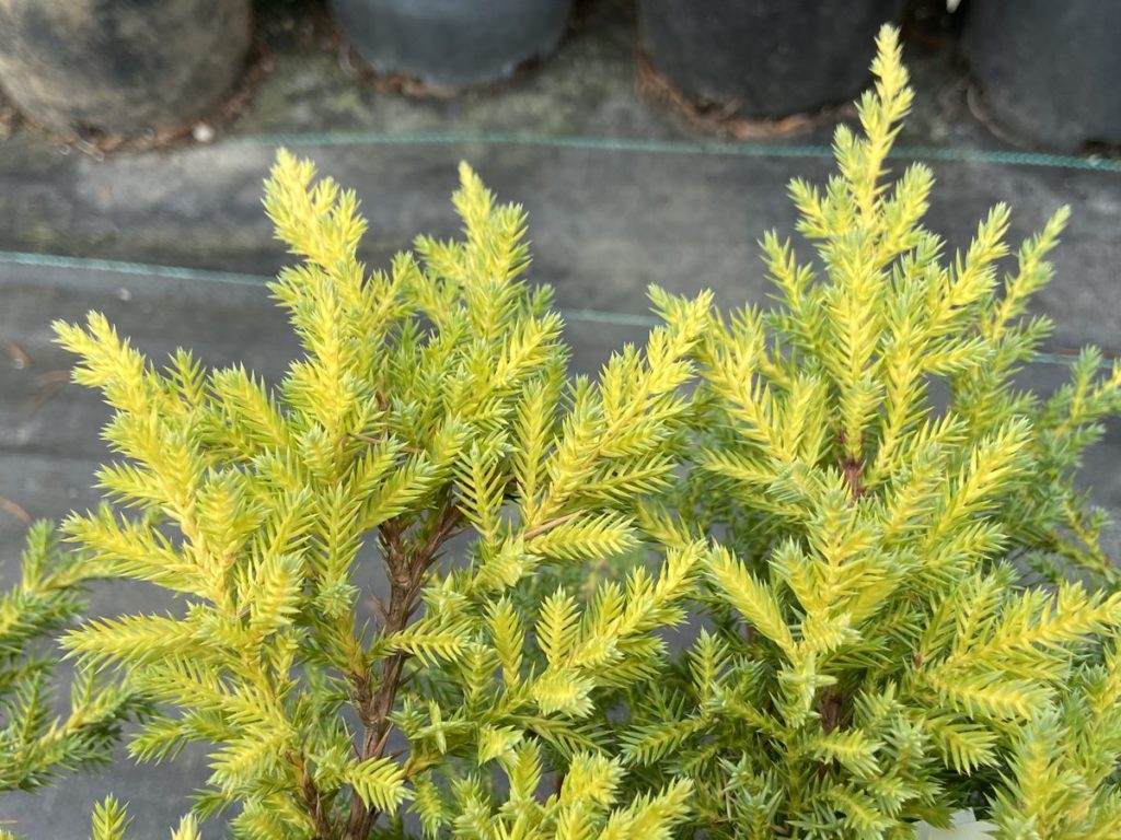 Juniperus-chinensis-Daub's-Frosted-Chinese-Juniper-blue-ground-cover