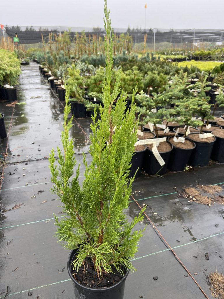 Juniperus-chinensis-Spartan-Chinese-Juniper-green-columnar