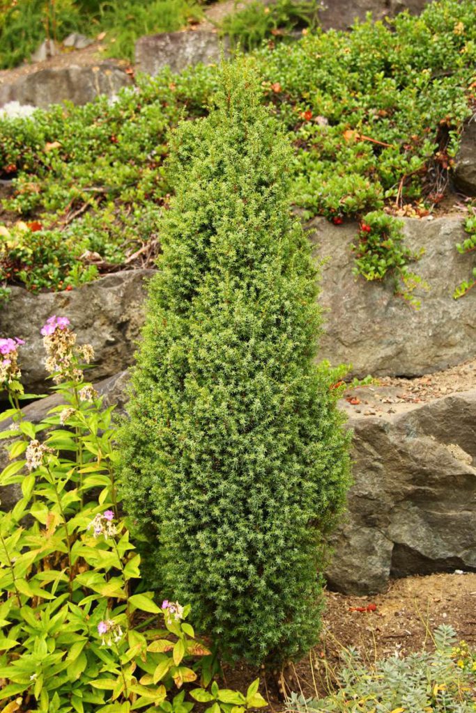 Juniperus-communis-compressa-Pencil-Point-Juniper-green-columnar