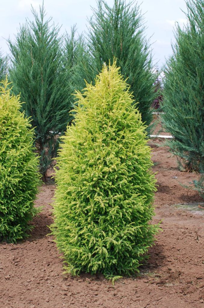 Juniperus-scopulorum-Gold-Cone-Rocky-Mountain-Juniper-gold-columnar