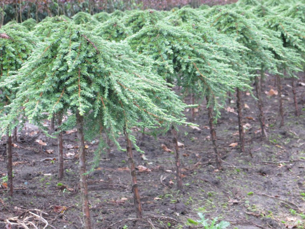 Juniperus-scopulorum-Green-Mantle-Rocky-Mountain-Juniper-green-columnar