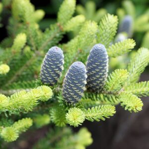 Bright yellow needles with white undersides give this slow-growing Korean fir a distinctive look. Striking upright purple cones contrast the foliage, which takes on a softer shade in summer. Mature plants can tolerate full sun, but juvenile plants prefer some shade. A low, spreading shrub when young, becoming conical with age.