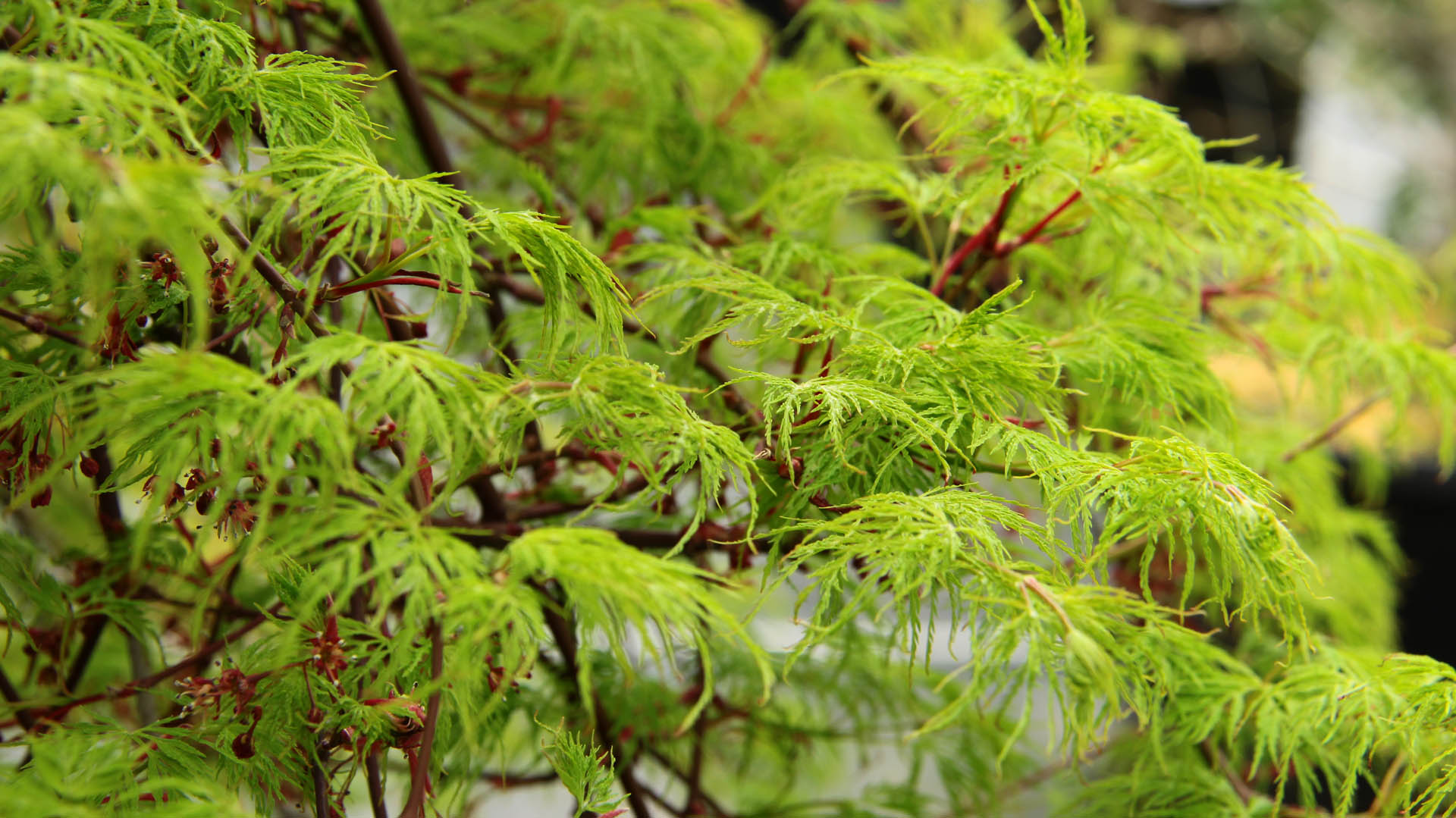 Acer palmatum ‘Emerald Lace’