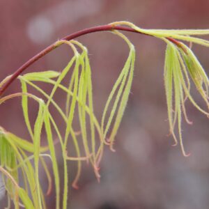 Acer palmatum ‘Koto no ito’
