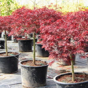 red dragon maple