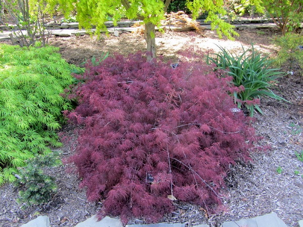 Acer palmatum ‘Red Feathers’