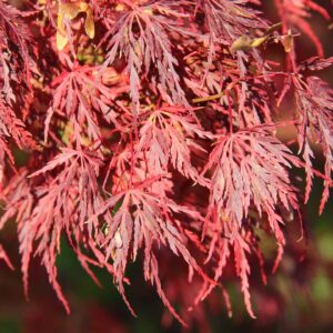 seiryu japanese maple fall color