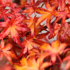 Red and Orange Acer palmatum 'Sharp's Pygmy'