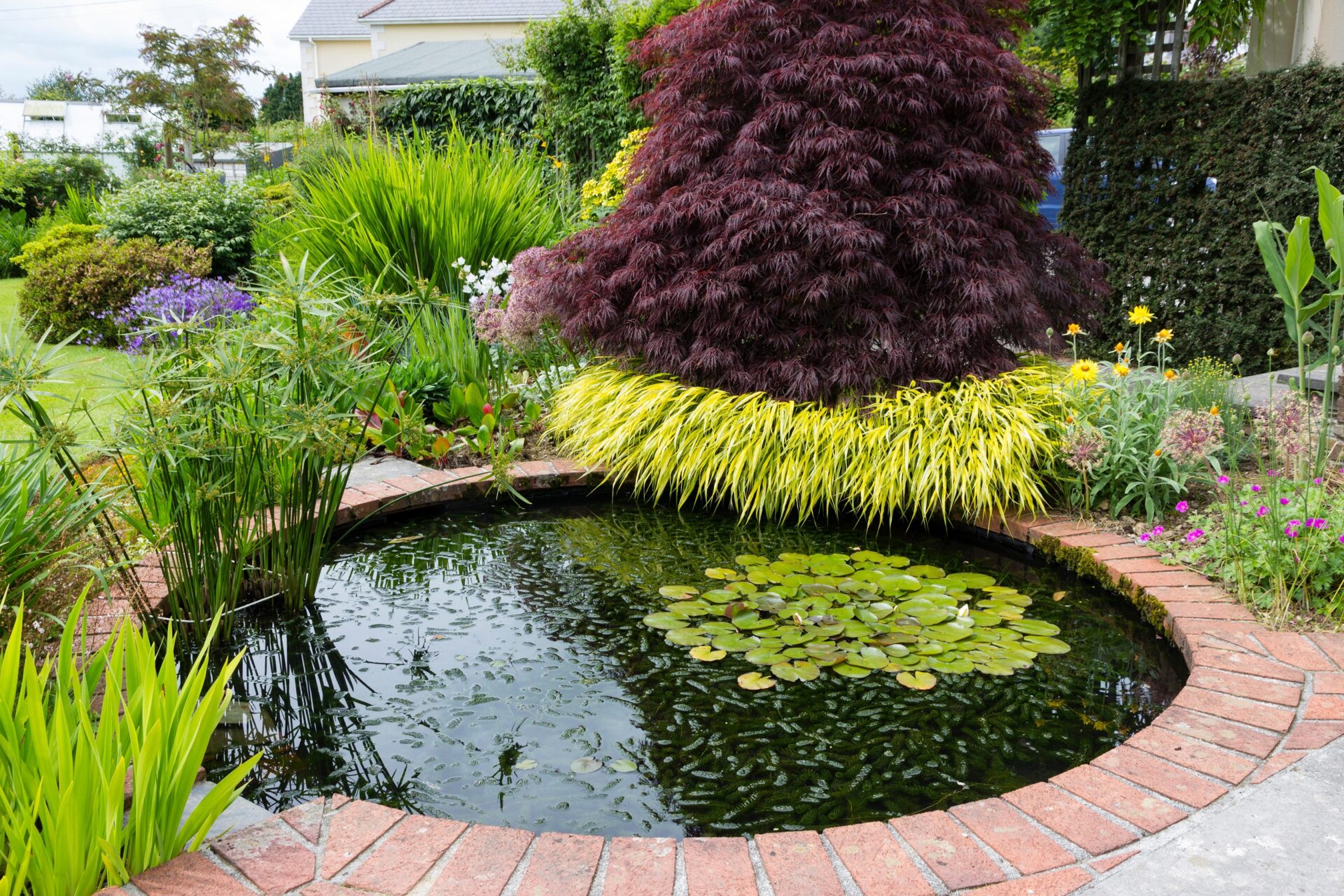 GBJC8F Decorative pool in a private Devon garden with Hakonechloa macra 'Alboaurea' and Acer palmatum dissectum 'Atropurpureum'.