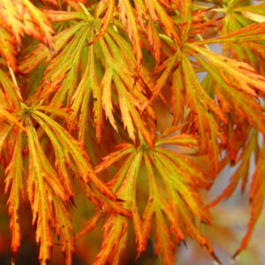 Kawaii Japanese Maple