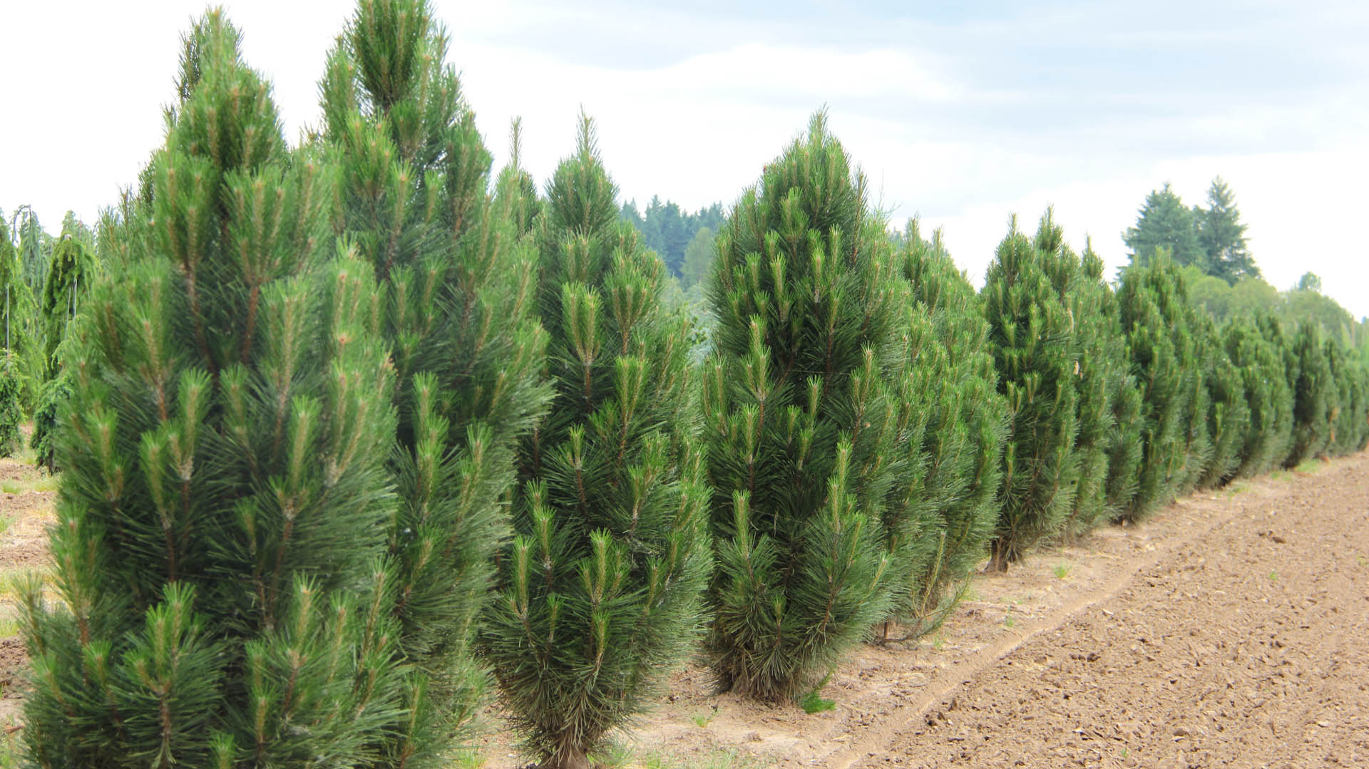 Pinus nigra ‘Arnold Sentinel’