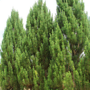 Pinus nigra ‘Frank’
