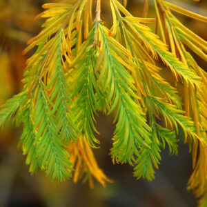 Metasequoia glyptostroboides 'Matthaei Broom'