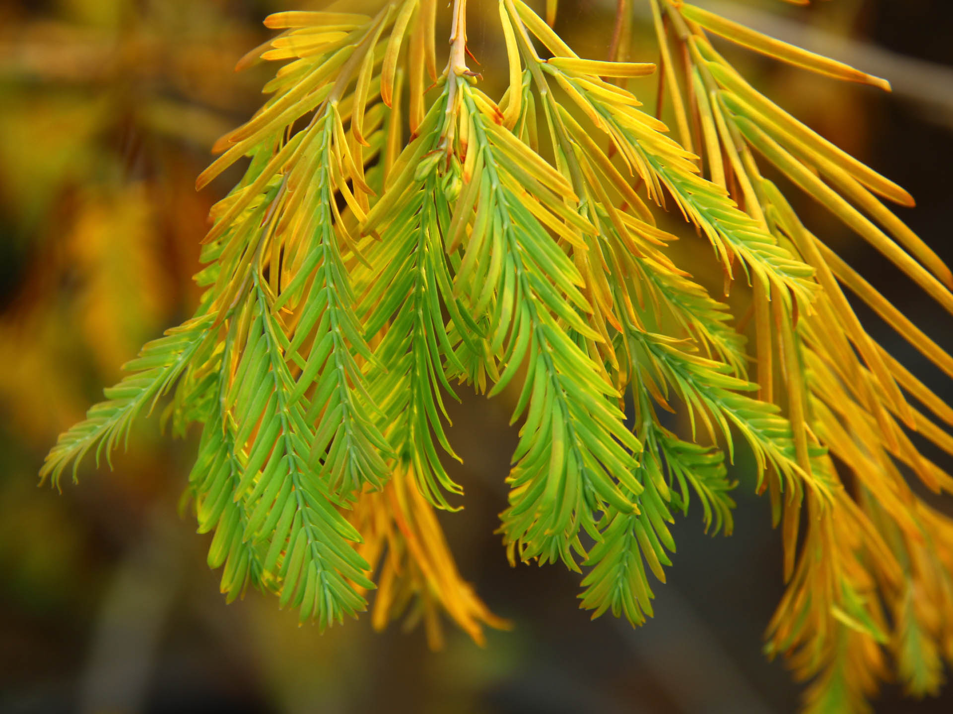 Metasequoia glyptostroboides 'Matthaei Broom'