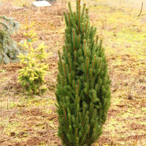 Cupressina Norway Spruce