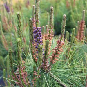 Pinus densiflora ‘Umbraculifera’
