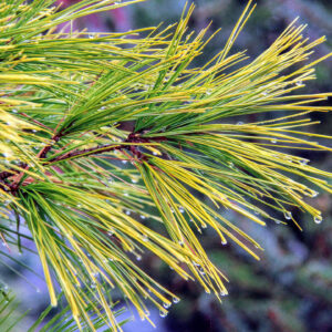 Pinus strobus eastern white pine louie