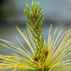eastern white pine for sale