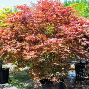 acer purple ghost for sale
