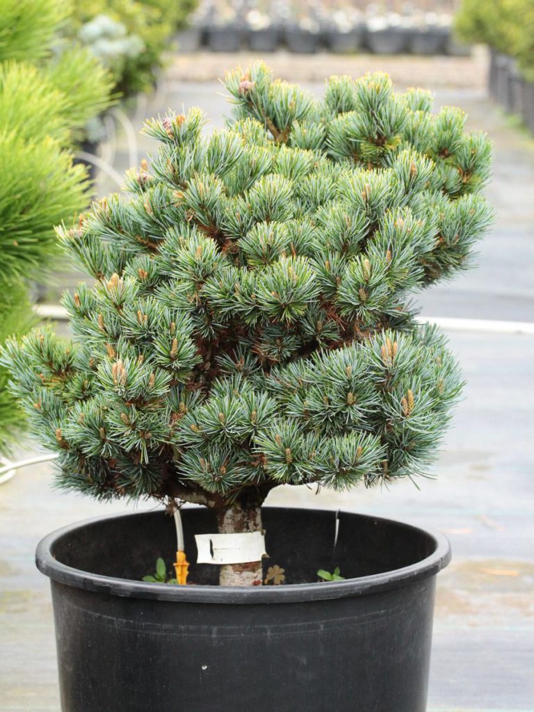 Pinus parviflora 'Regenhold' Ron's Broom Japanese White Pine