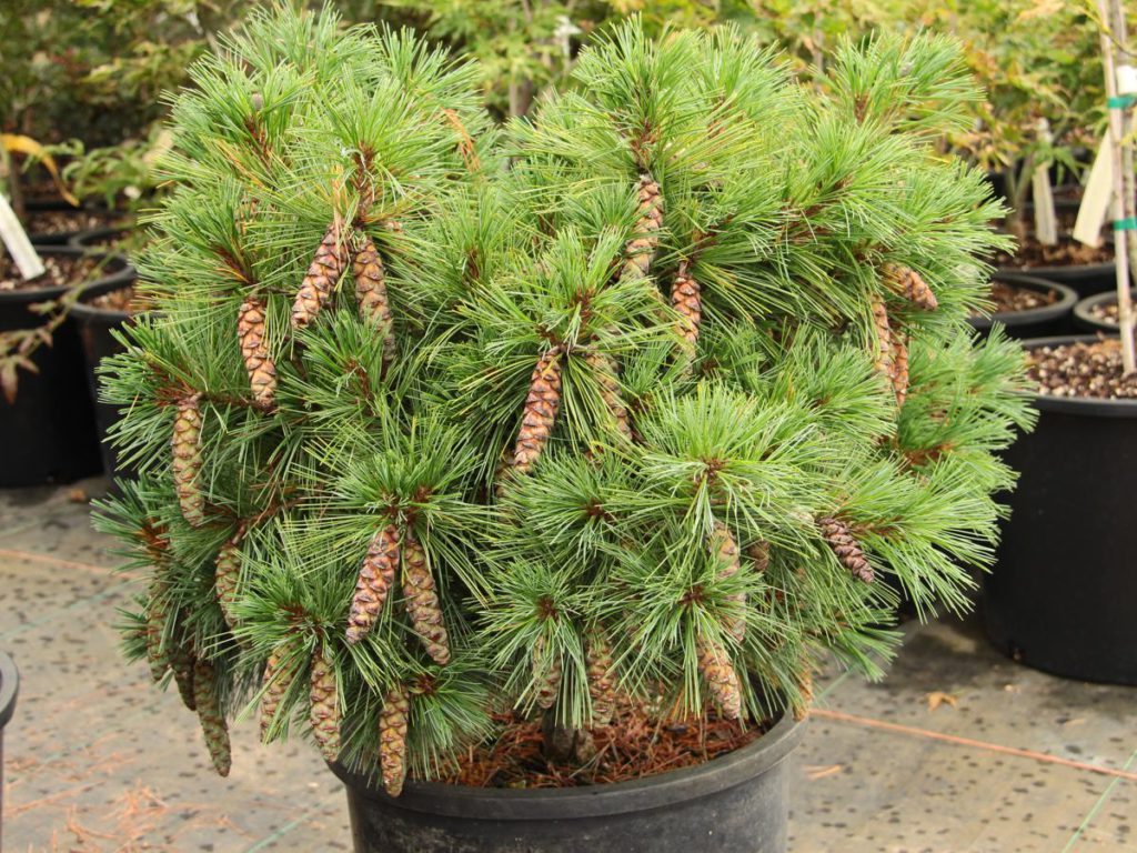 Pinus strobus 'Coney Island' Eastern White Pine