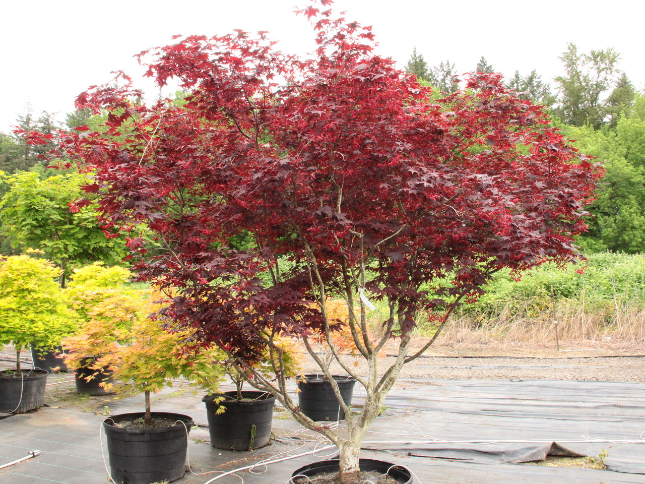 Acer palmatum Bloodgood Japanese maple broadleaf large red