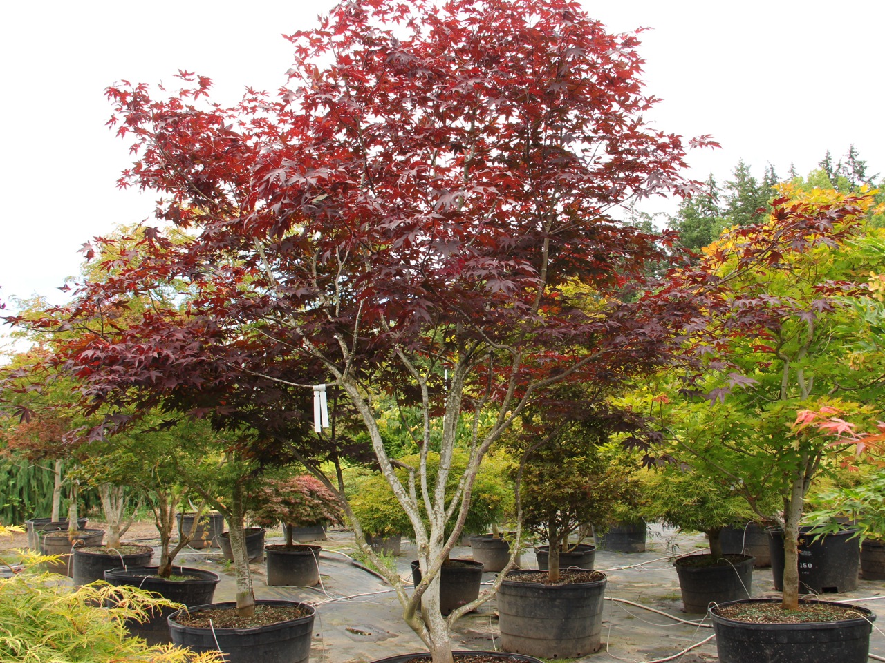 Acer palmatum Emperor I Japanese maple broadleaf large red