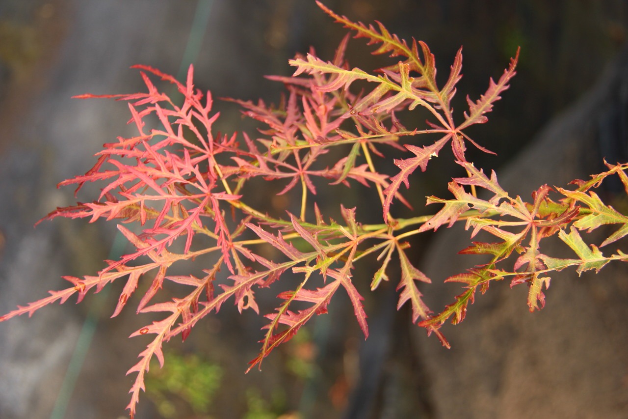 Acer palmatum Otto's Dissectum laceleaf seasonal color
