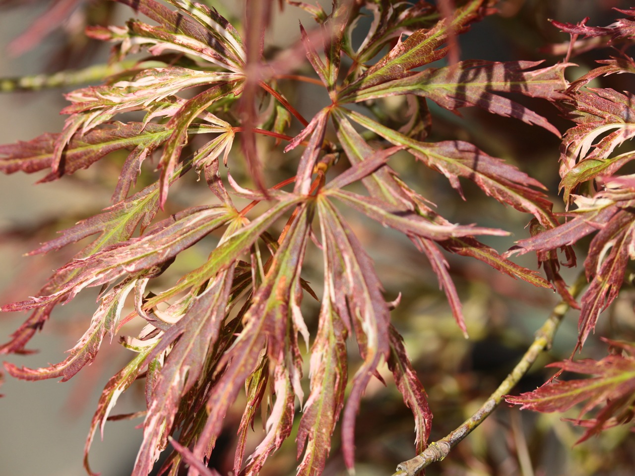 Acer palmatum Toyama nishiki laceleaf color shade